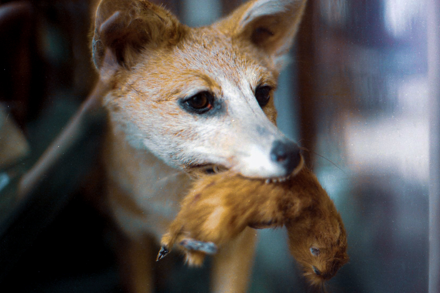 naturaleza muerta la plata 35mm marcia filz