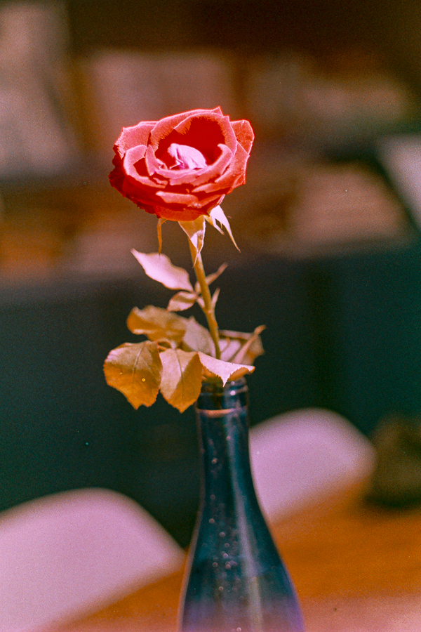 fotografia de naturaleza muerta 35mm de marcia filz