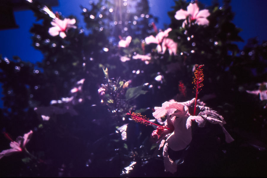 flores 35mm por Marcia Filz