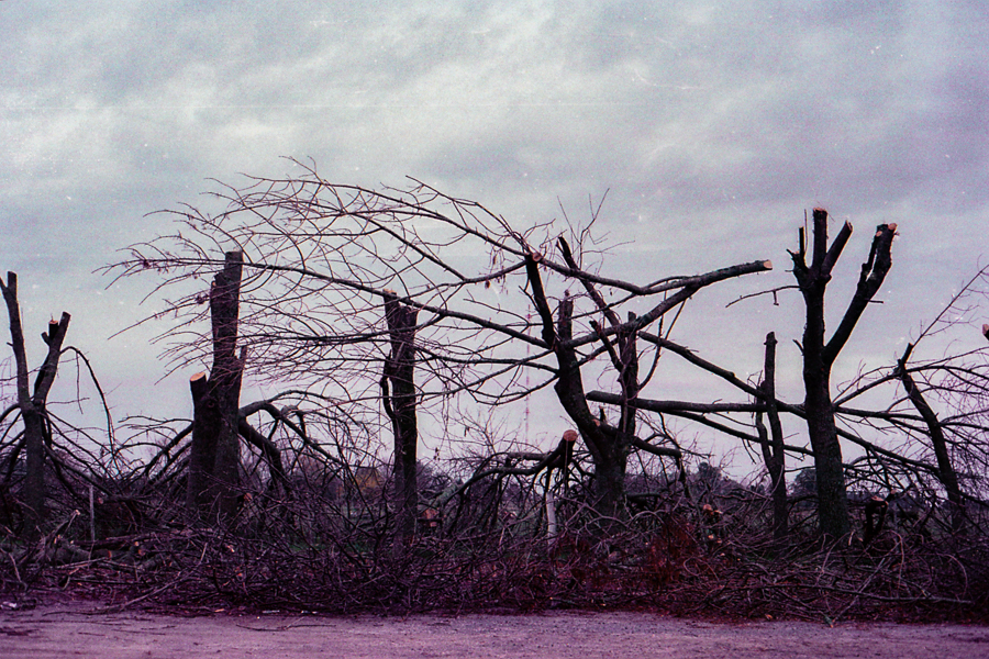 arboles secos en 35mm por Marcia Filz
