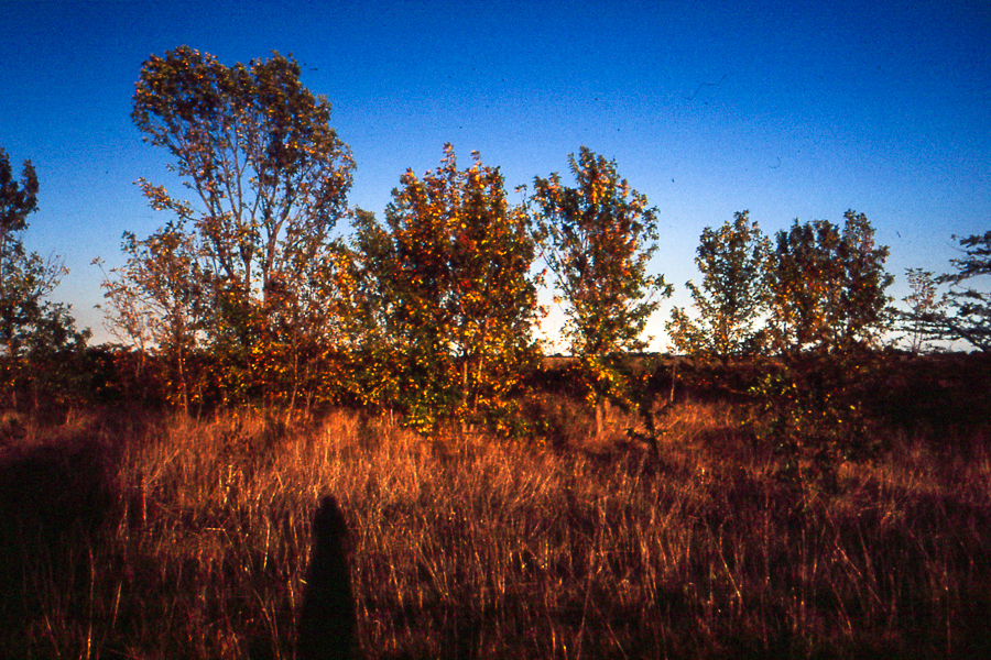 autorretrato campo 35mm por Marcia Filz