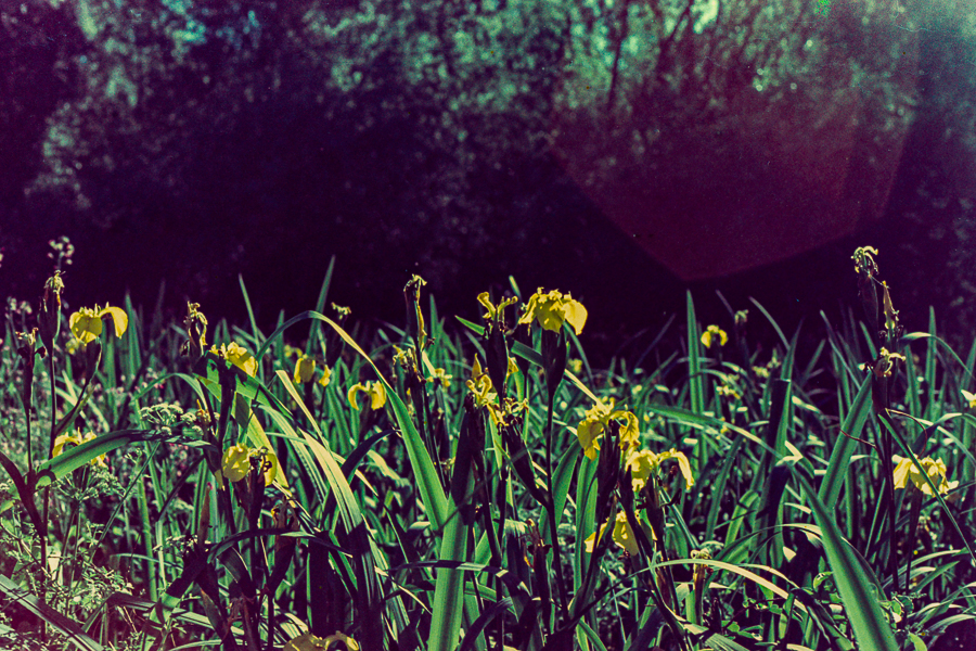 paisaje ribereño lirios Berisso en 35mm por Marcia Filz