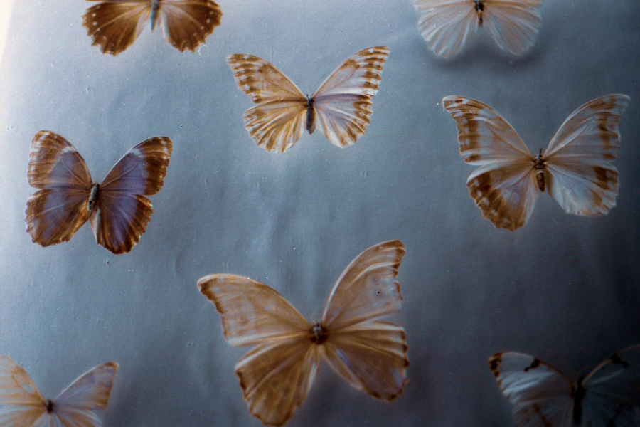 35mm marcia filz visiones