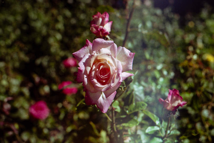 35mm bariloche rosas marcia filz