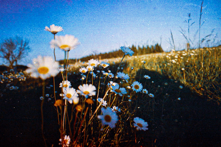 35mm marcia filz visiones margaritas en la ruta