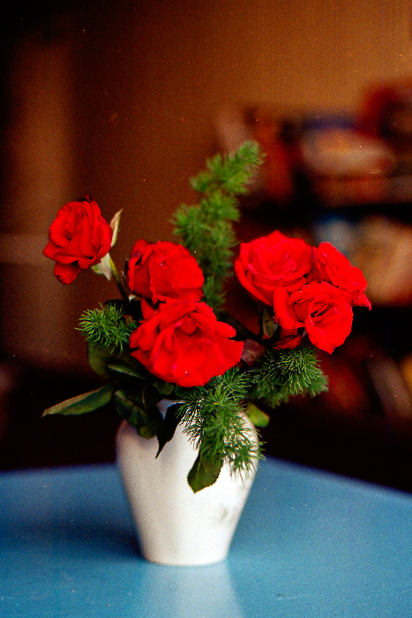 naturaleza flores rosas rojas 35mm marcia filz