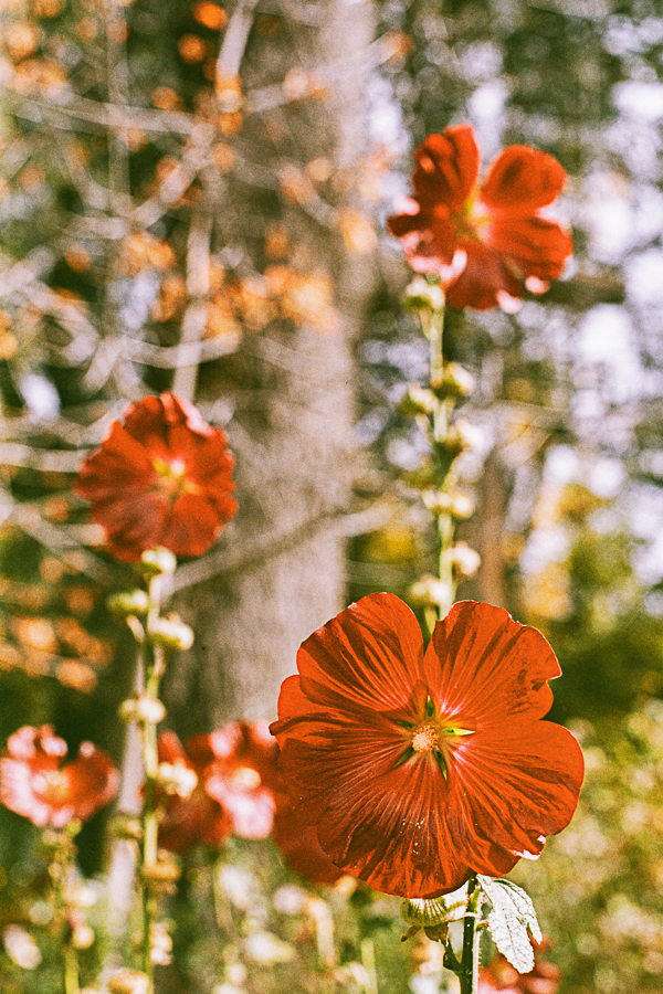 patagonia 35mm marcia filz