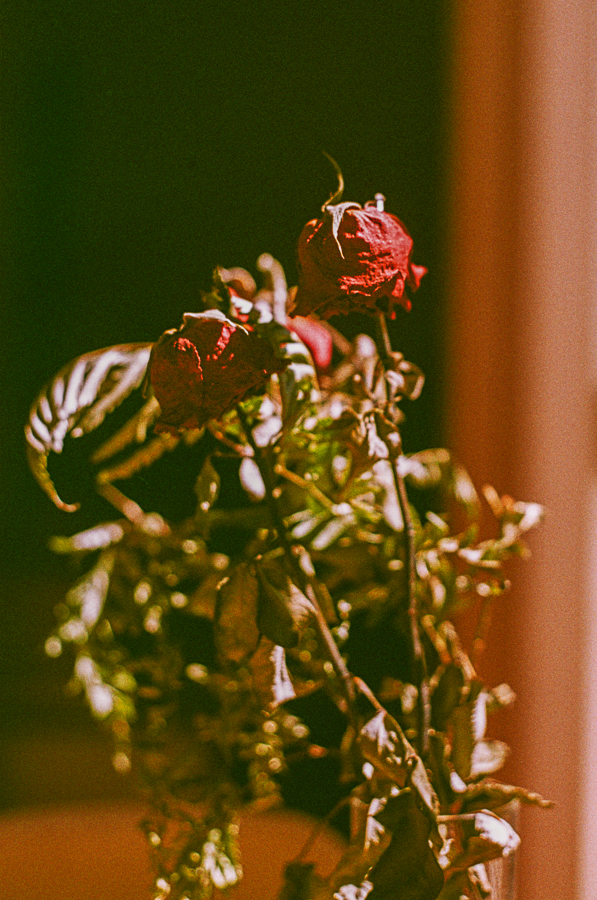 patagonia 35mm marcia filz